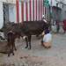Milks of cow in Madurai
